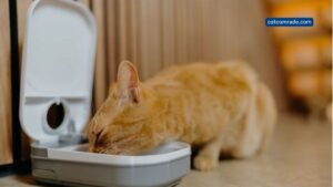 Essential Guide To Choosing The Perfect Cat Mate Feeder