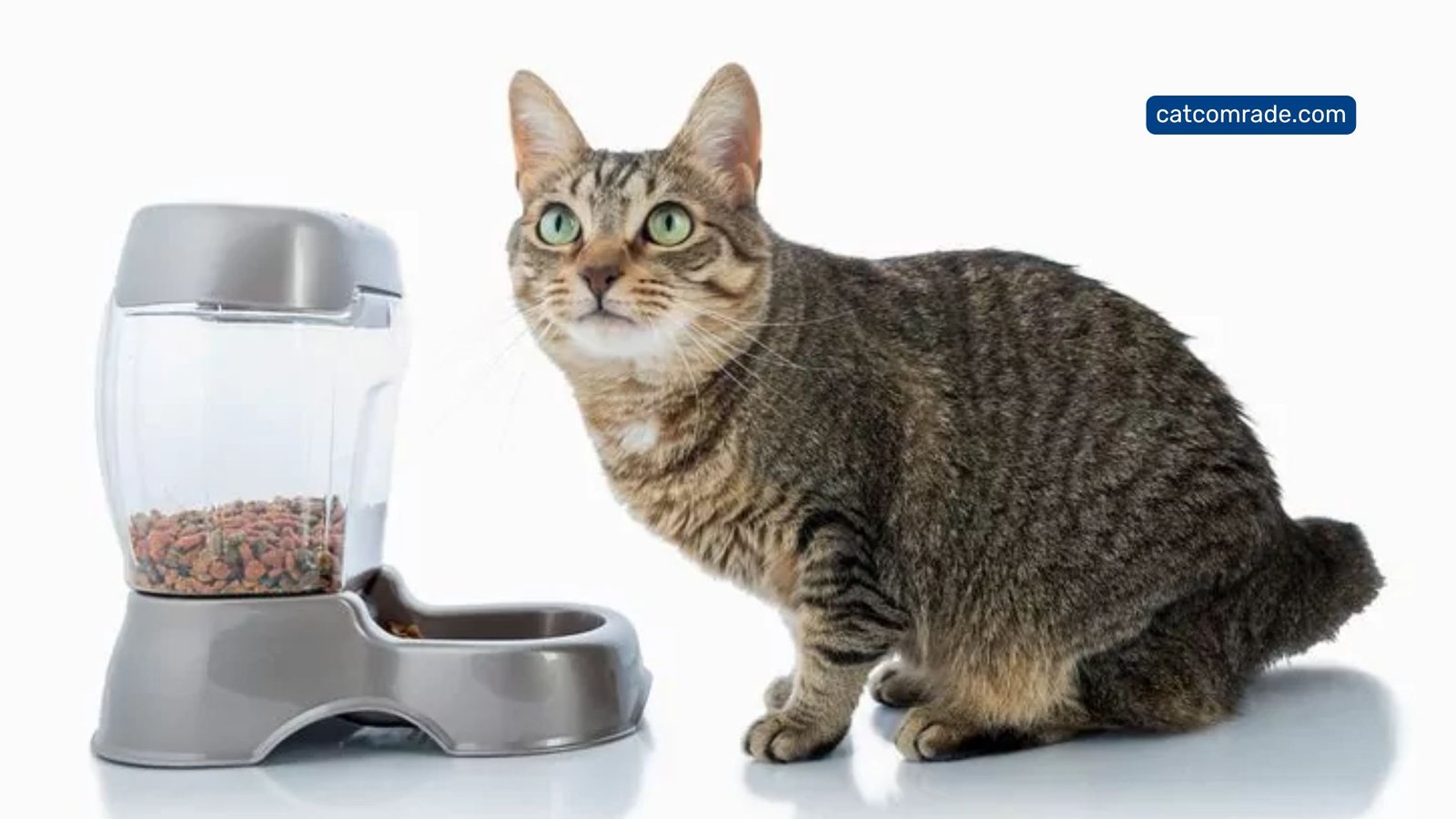 Are Automatic Cat Feeders Reliable_ Trustworthy or not! Uncover the Facts