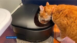 Easy Feeding for Your Cat_ Automatic Cat Feeder Wet Food