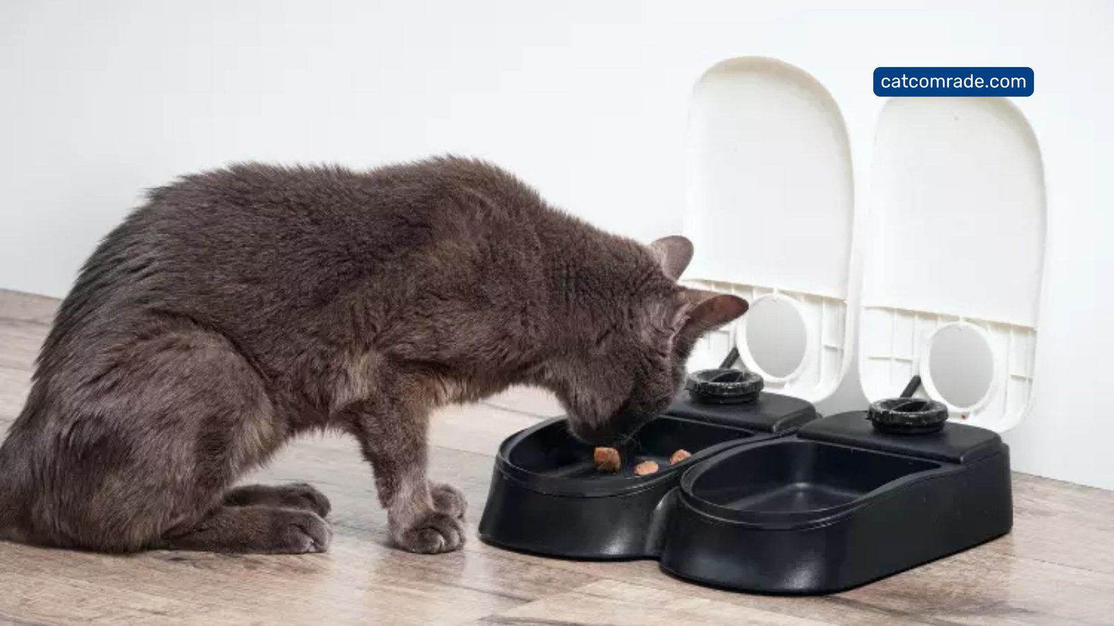 Exploring the Mechanics_ How Does Automatic Cat Feeder Work