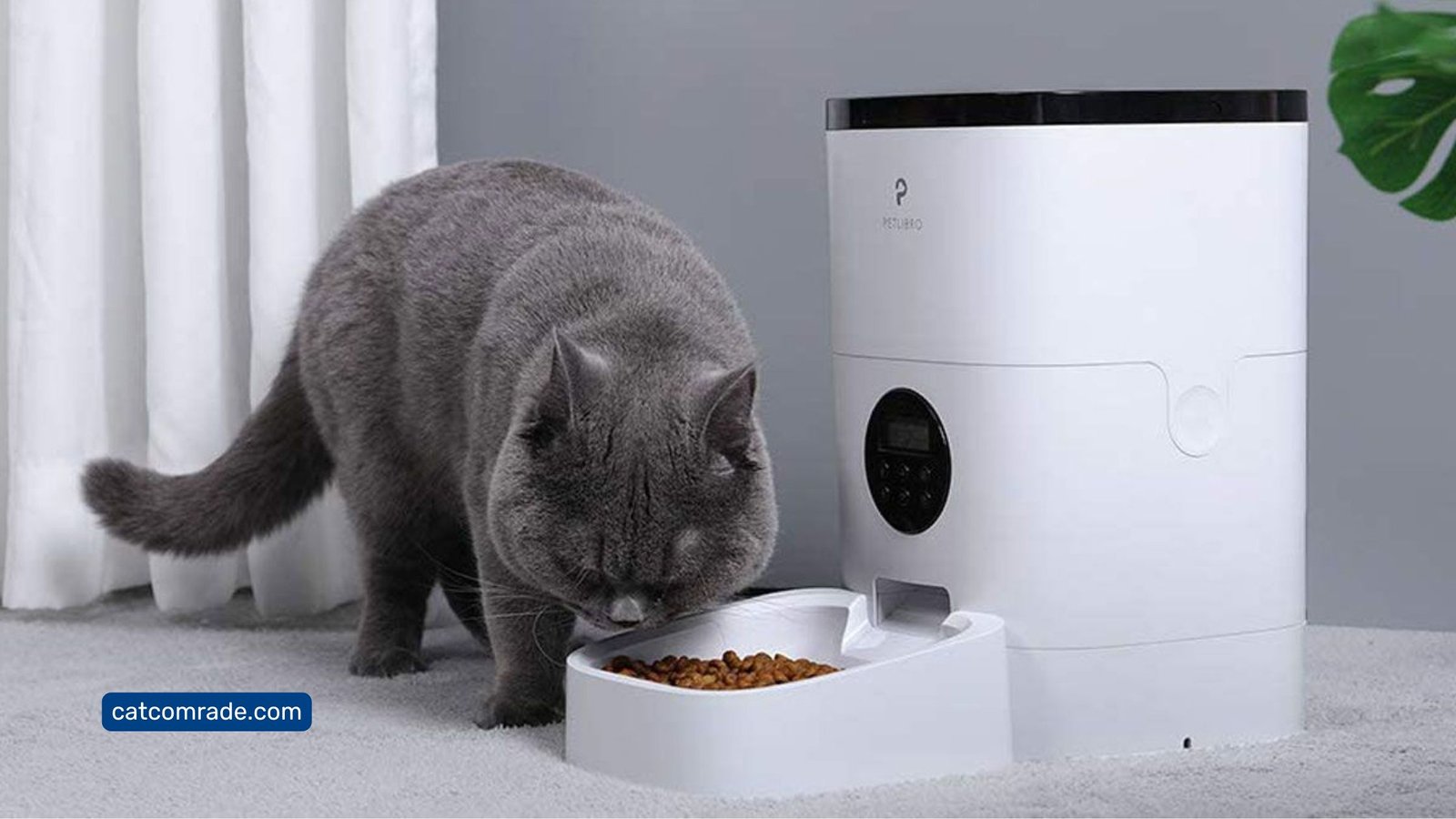 Feline Feeding_ Are Automatic Feeders Good for Cats