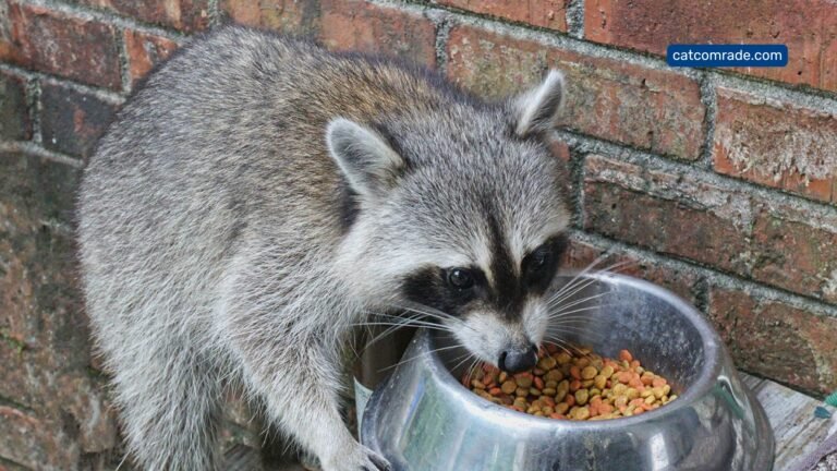 How to Keep Racoons Out of Automatic Cat Feeder_ Pro Tips
