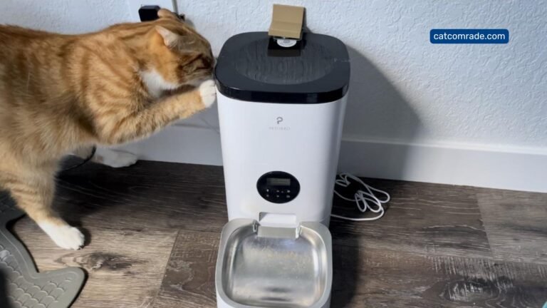 How to Stop Cat From Attacking Automatic Feeder_ Proven Tips