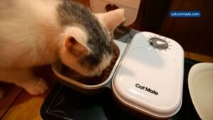 Key Features of the Cat Mate C200 Automatic Feeder