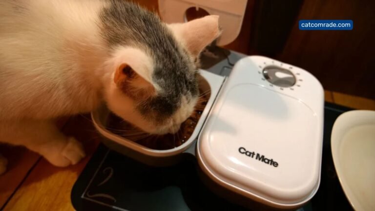 Key Features of the Cat Mate C200 Automatic Feeder