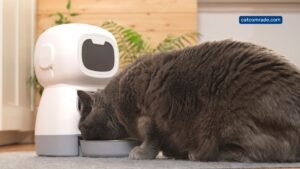 Why is it Important To Ensure that the Automatic Pet Feeder Looks Good