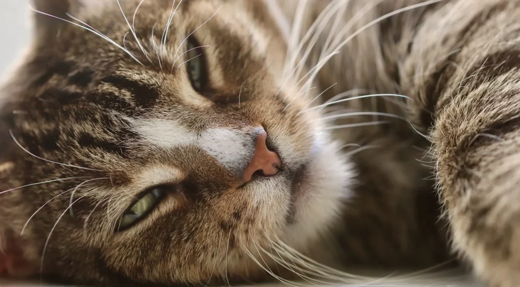 Cat Comrade
