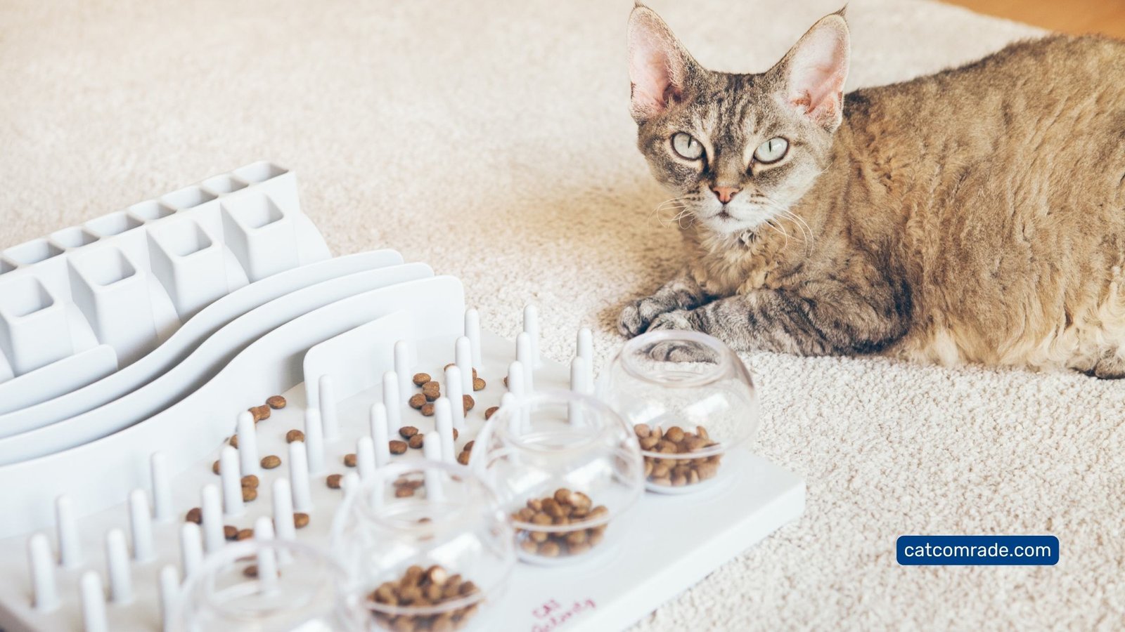 10 Best Puzzle Feeder for Cats to Boost Fun and Slow Mealtime