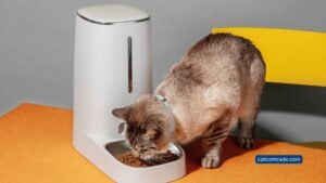 10 Cheap Automatic Cat Feeder: Top Affordable Timed Feeders for Your Pets