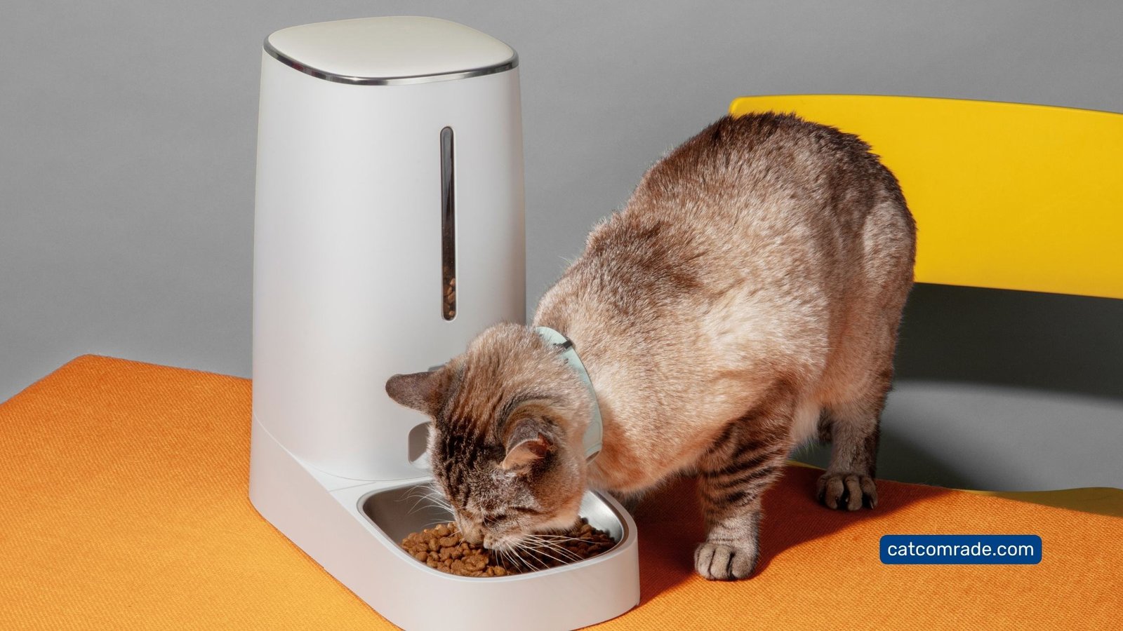 10 Cheap Automatic Cat Feeder: Top Affordable Timed Feeders for Your Pets