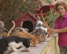 Is It Illegal to Feed Stray Cats? Know the Truth Now!