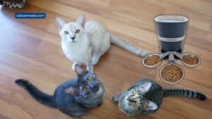 5 Best Automatic Cat Feeder for 3 Cats Top Smart Feeders Reviewed