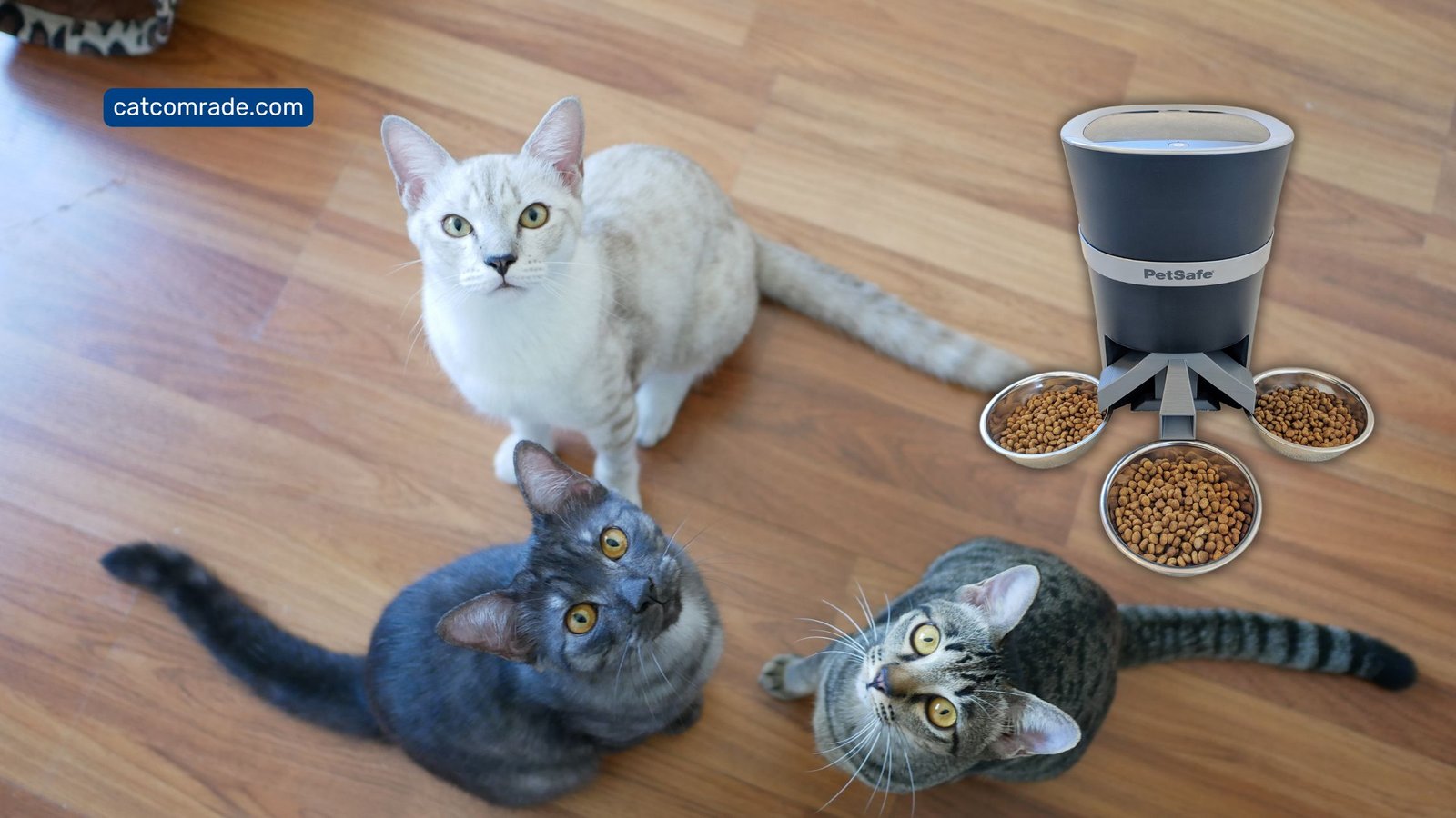 5 Best Automatic Cat Feeder for 3 Cats Top Smart Feeders Reviewed