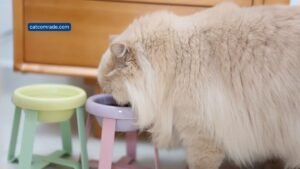 5 Best Feeding Bowls for Persian Cats: Top Durable, Antivomiting Picks