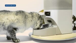9 Most Reliable Automatic Cat Feeder for Pet Feeding