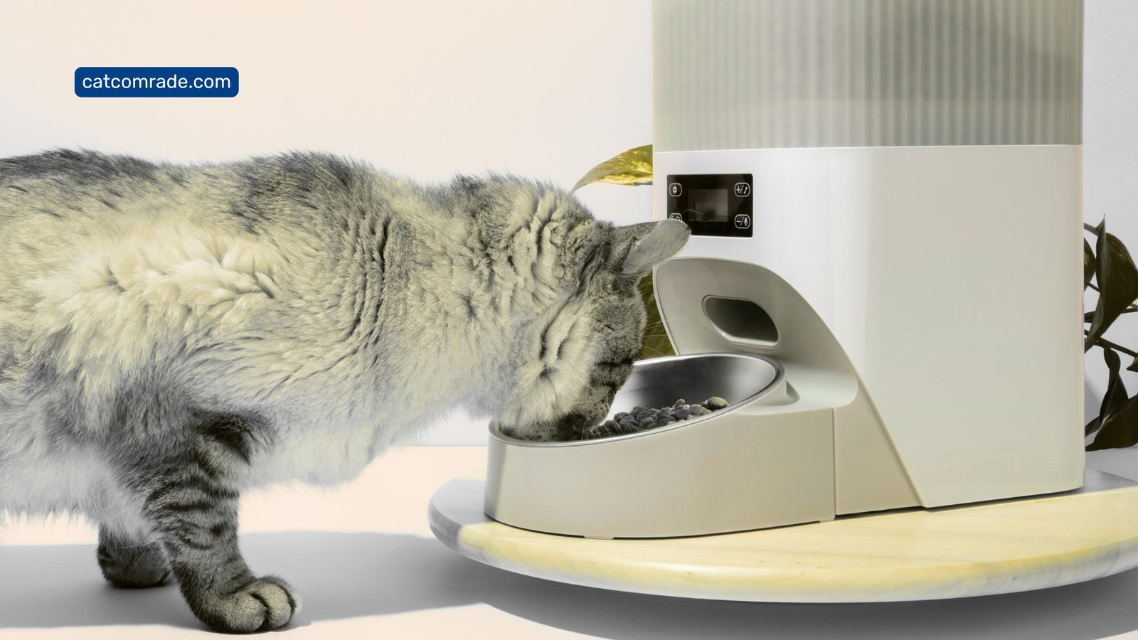 9 Most Reliable Automatic Cat Feeder for Pet Feeding