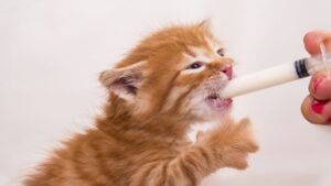 Best Cat Food for Syringe Feeding: Top Nutrient-Rich Options for Cats