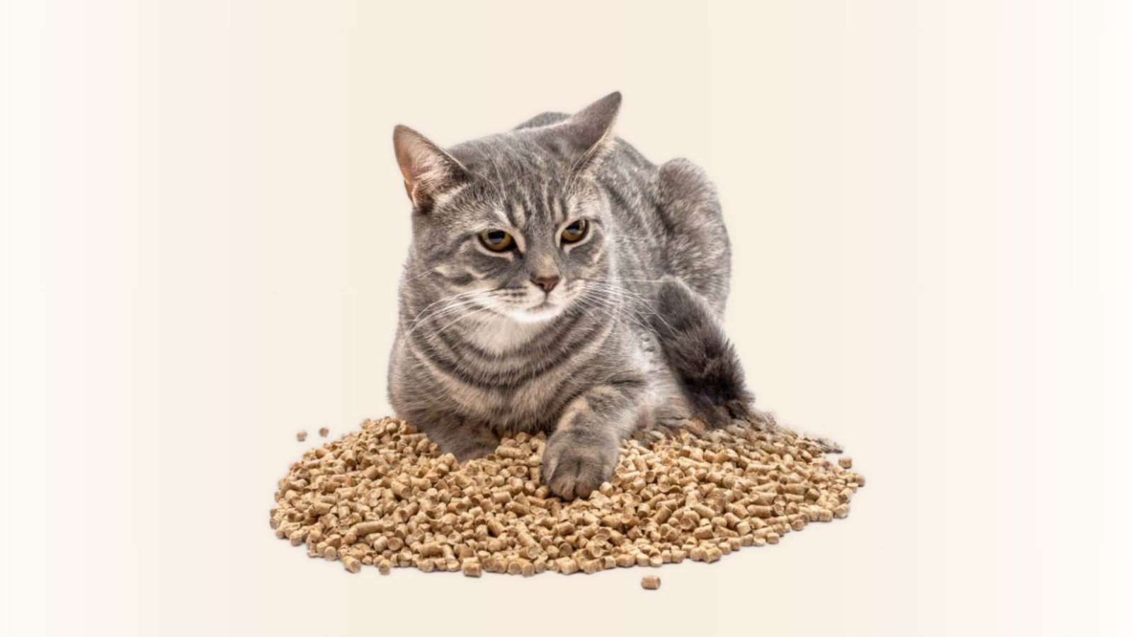 Best Chicken Feed for Cat Litter: Top Picks for Healthy Cats and Clean Homes