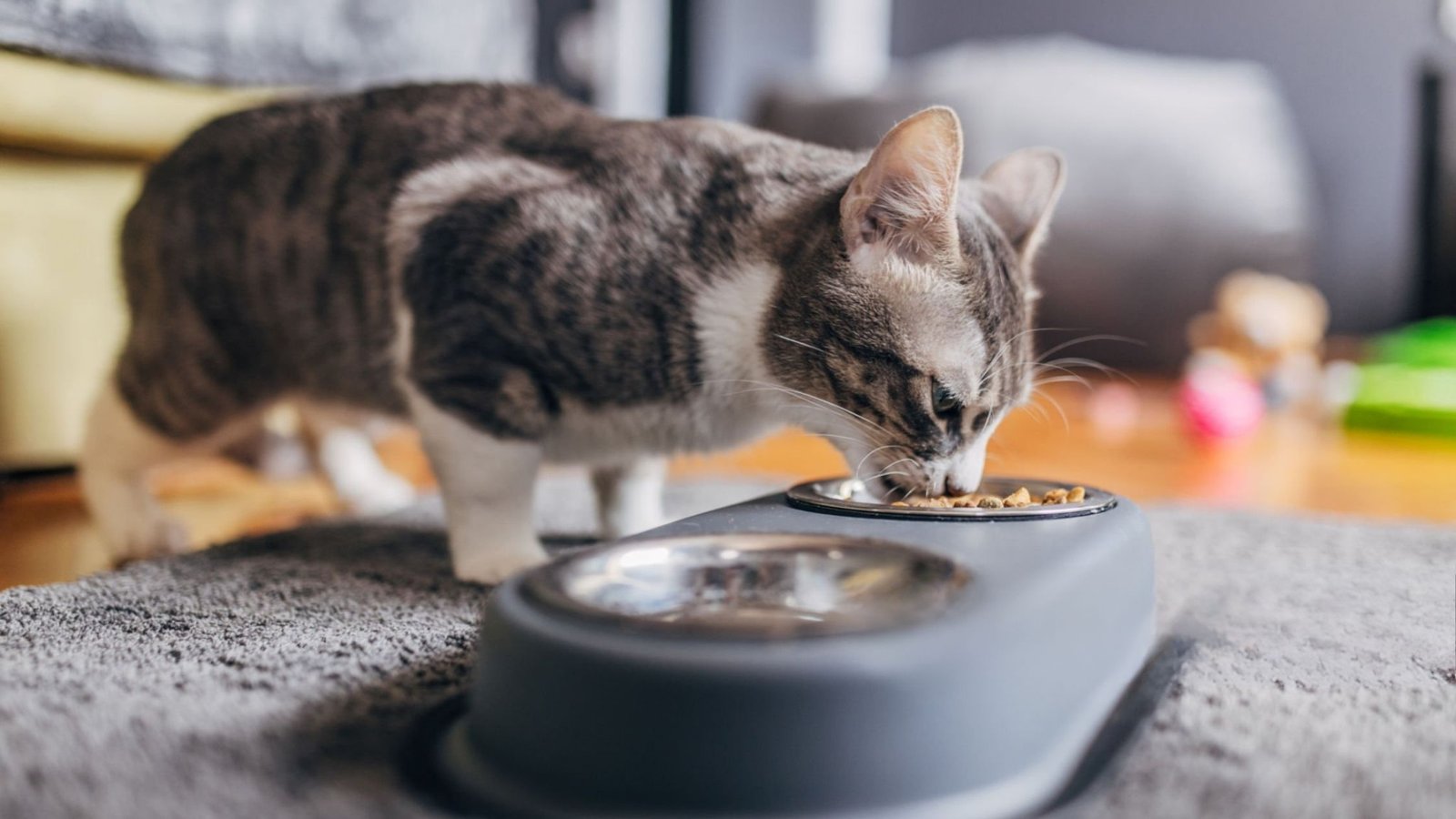 Is It Illegal to Feed Stray Cats? Know the Truth Now!