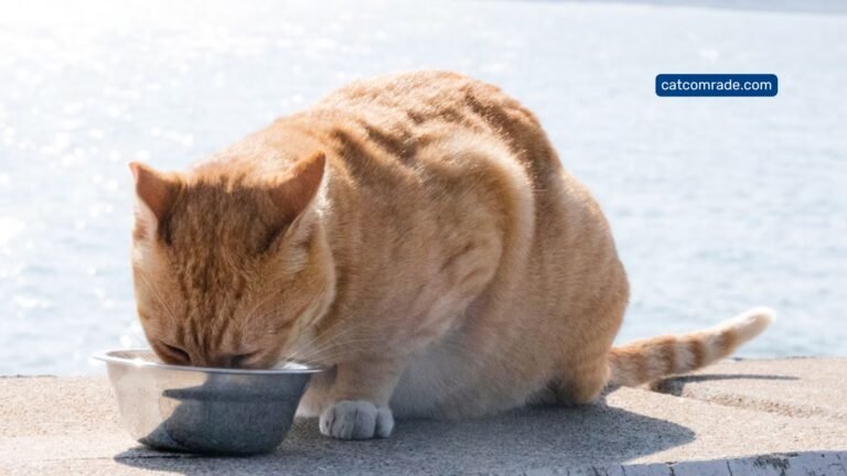 Best Water Feeder for Cats_ Discover Top Automatic Fountains & Dispensers