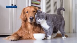 Can I Feed Cat Food to a Dog_ Risks, Benefits, and Expert Advice