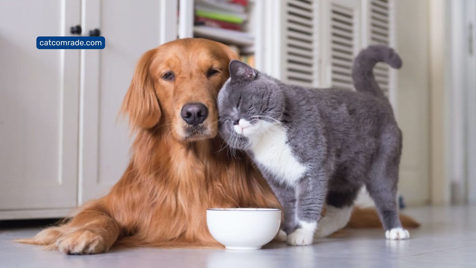Can I Feed Cat Food to a Dog_ Risks, Benefits, and Expert Advice