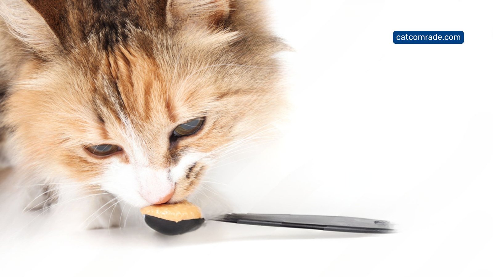 Can I Feed My Cat Peanut Butter: Safe Treat or Health Risk?