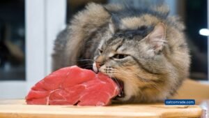 Can I Feed My Cat Raw Meat: Essential Tips for Safe Feeding
