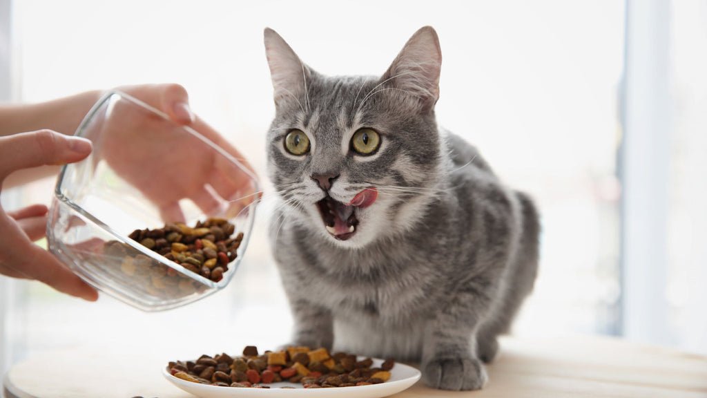 What to Feed a Constipated Cat: Effective Diet Tips for Relief