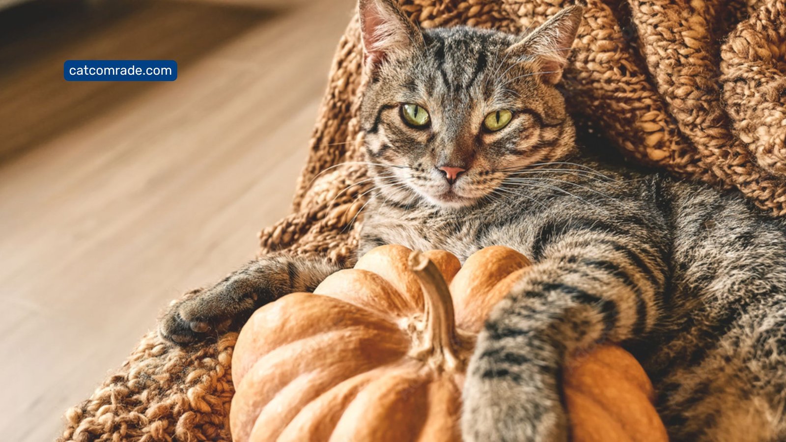 Feeding Pumpkin to Cats: Benefits, Risks, and Expert Tips