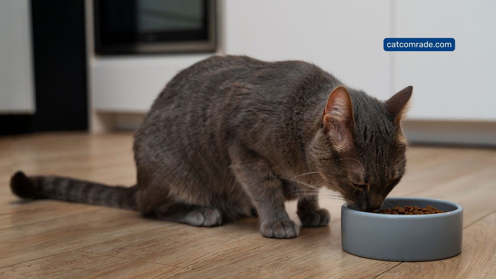 How Much Canned Food Should I Feed My Cat: Expert Feeding Guide