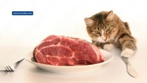 How Much Raw Food to Feed Cat: Ultimate Guide for Perfect Portions