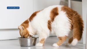 How Much Should I Feed My Cat