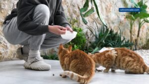 Is It Illegal to Feed Stray Cats? Know the Truth Now!