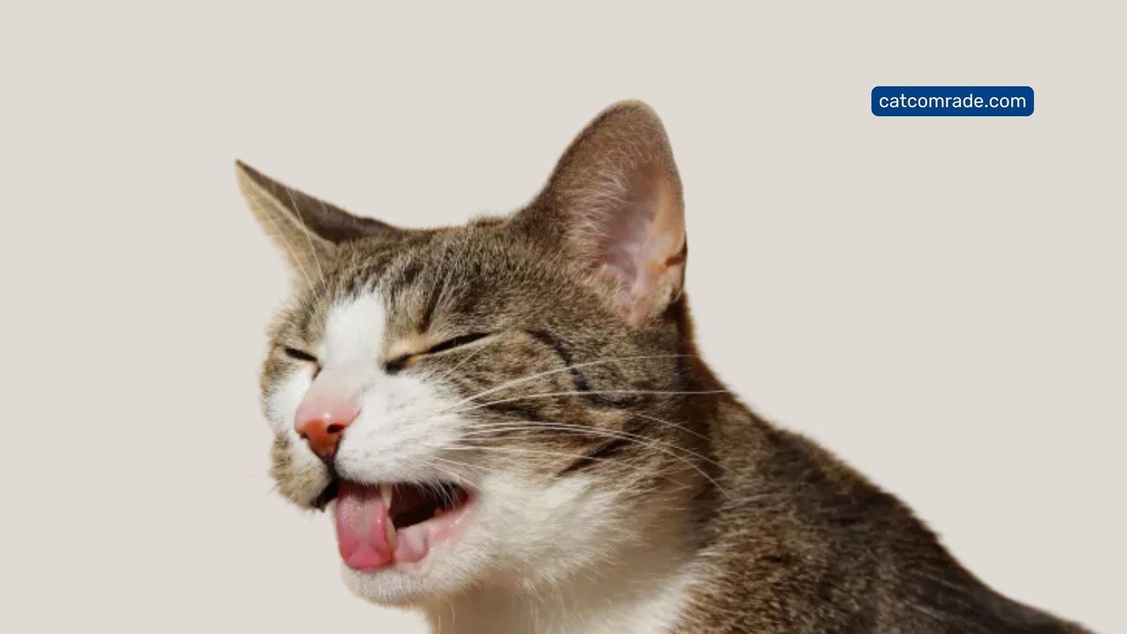 Should I Feed My Cat After Vomiting? Expert Vet Tips Revealed