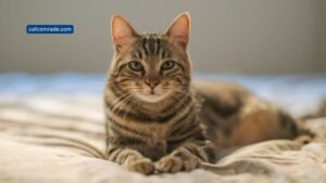 What Not to Feed a Cat With Hyperthyroidism: Essential Diet Warnings