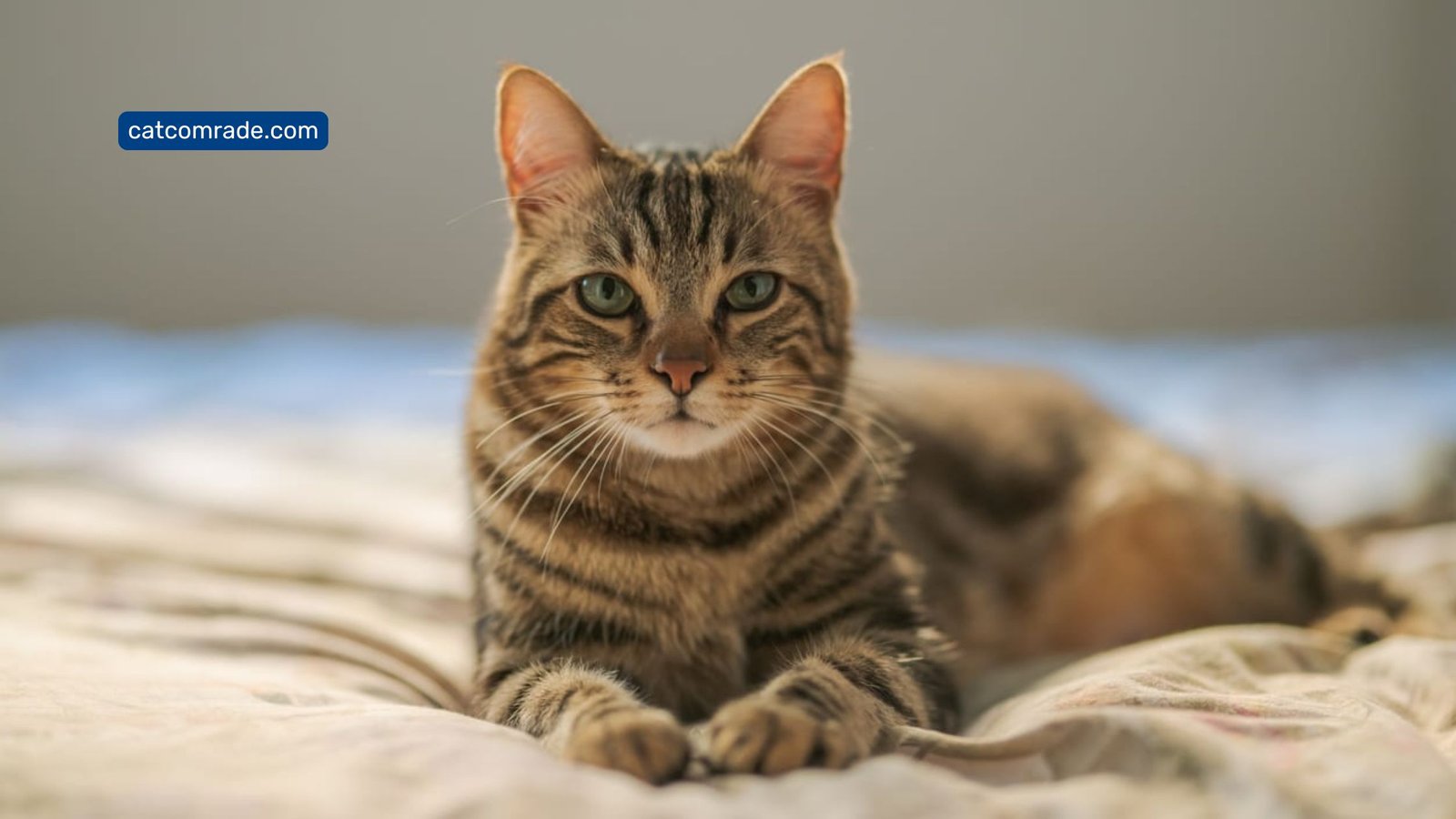 What Not to Feed a Cat With Hyperthyroidism: Essential Diet Warnings