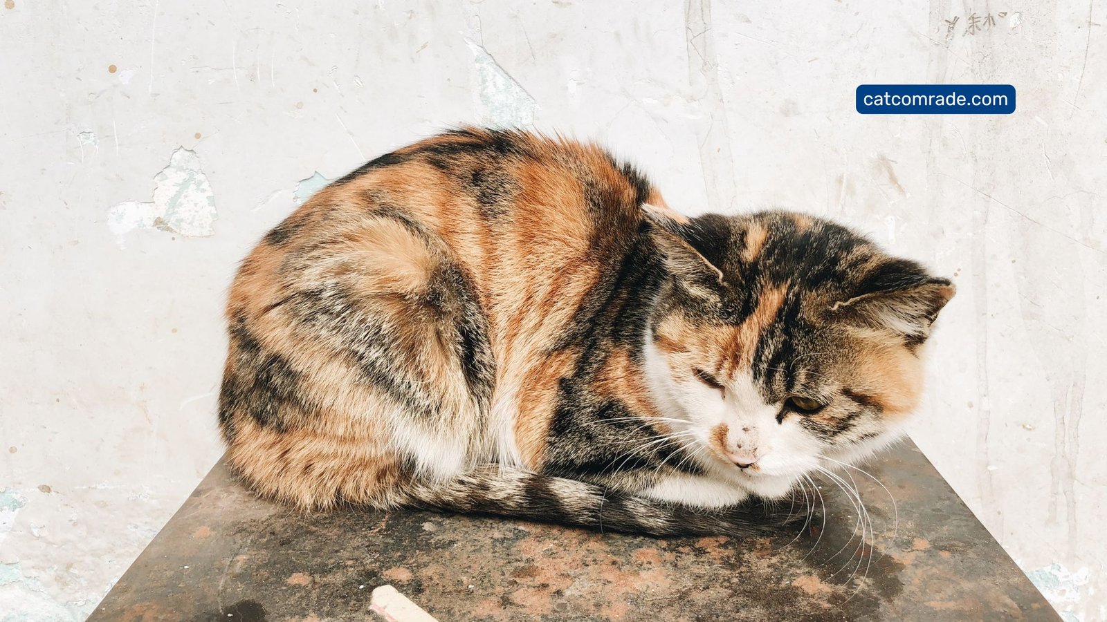 What to Feed a Cat With Diarrhea: Safe & Soothing Diet Tips