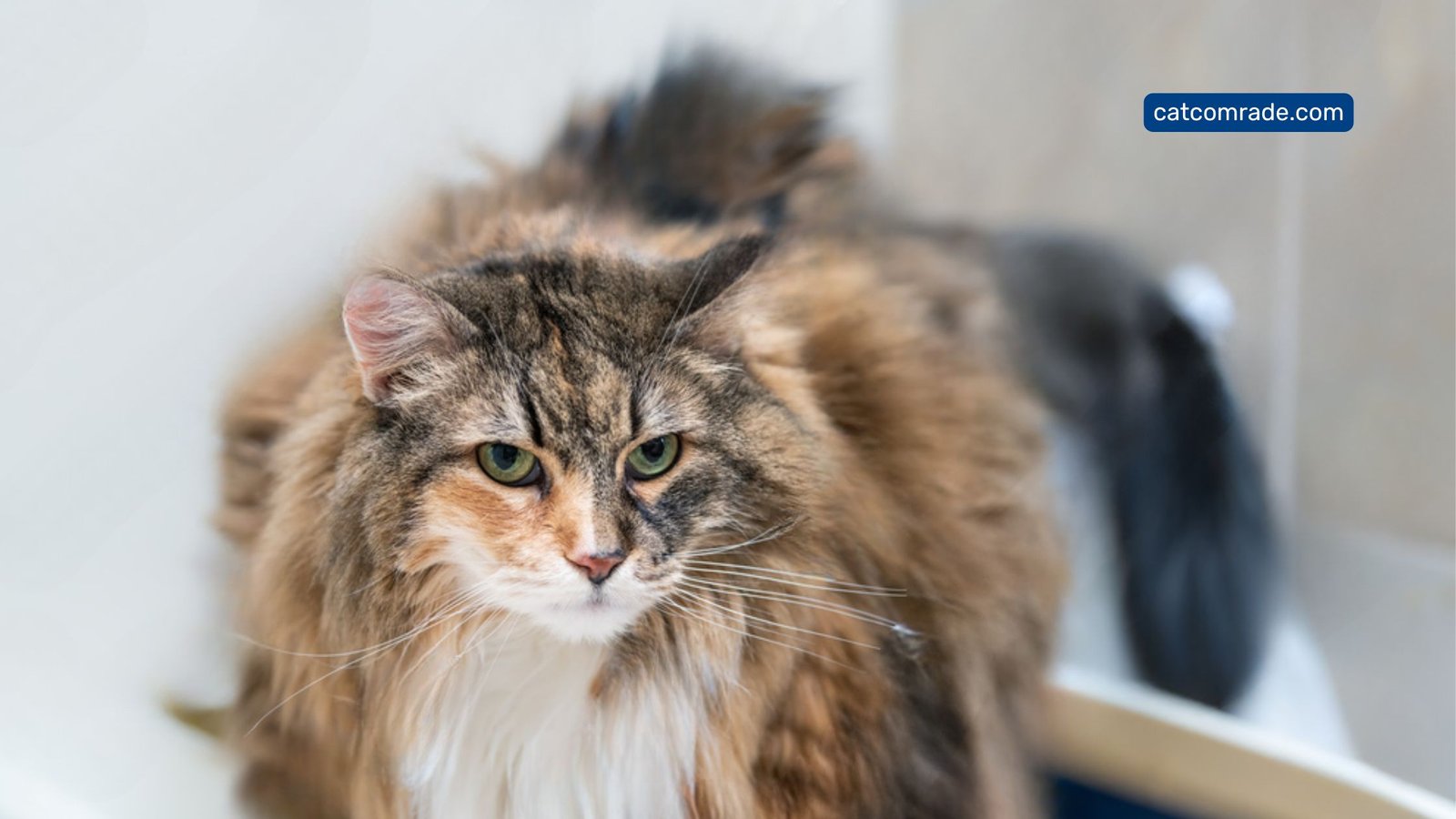 What to Feed a Constipated Cat: Effective Diet Tips for Relief