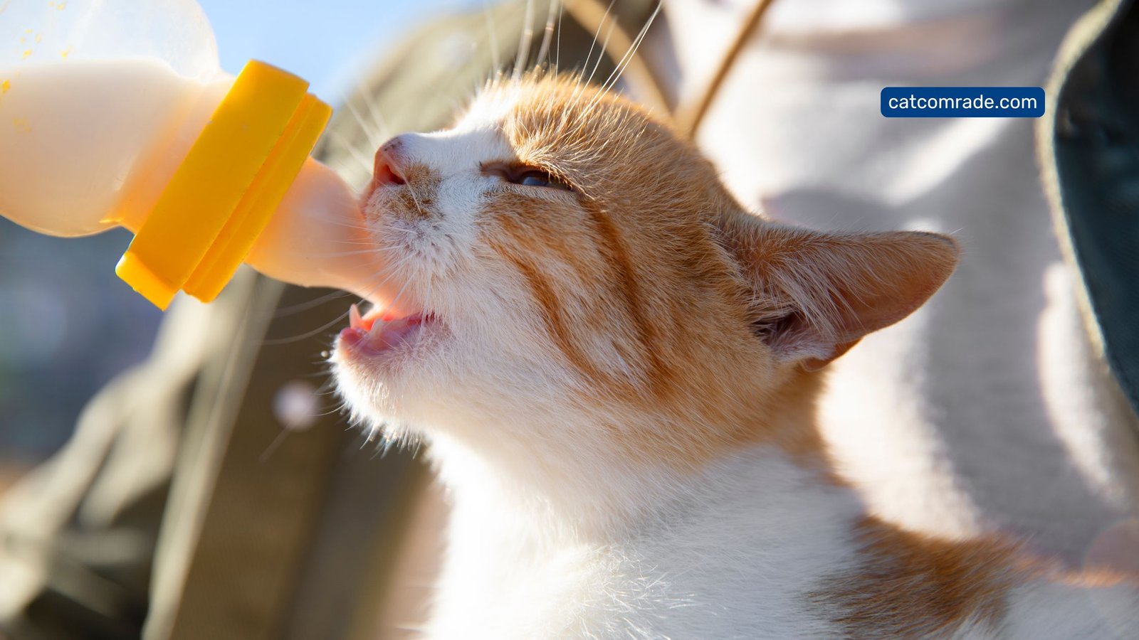 What to Feed a Kitten Without Cat Food: Safe & Nutritious Alternatives
