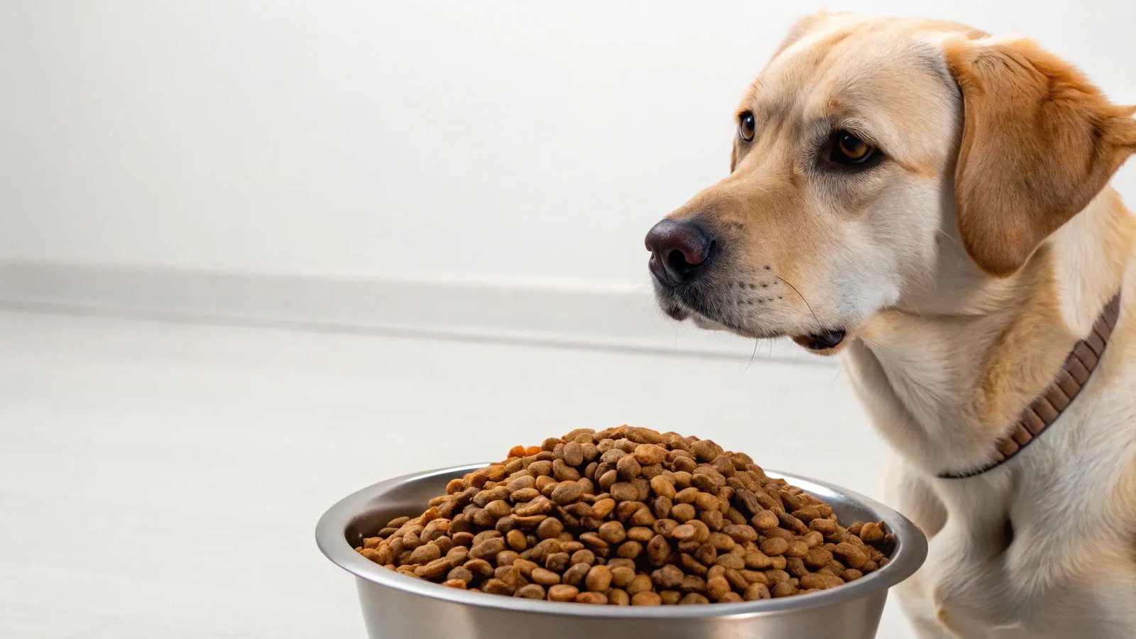 Can I Feed Cat Food to a Dog: Risks, Benefits, and Expert Advice