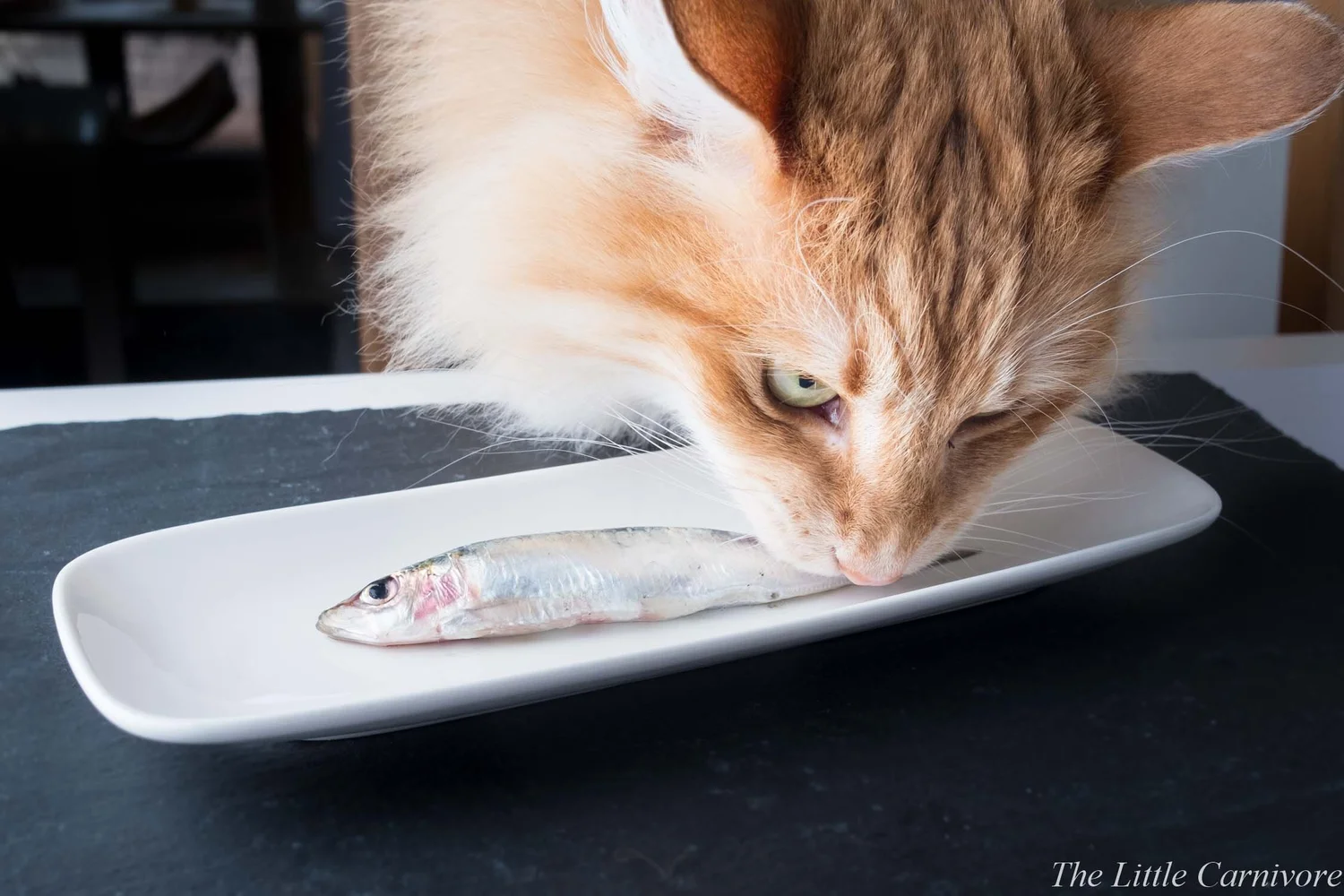 Can I Feed My Cat Salmon: Safe, Healthy Tips Revealed!