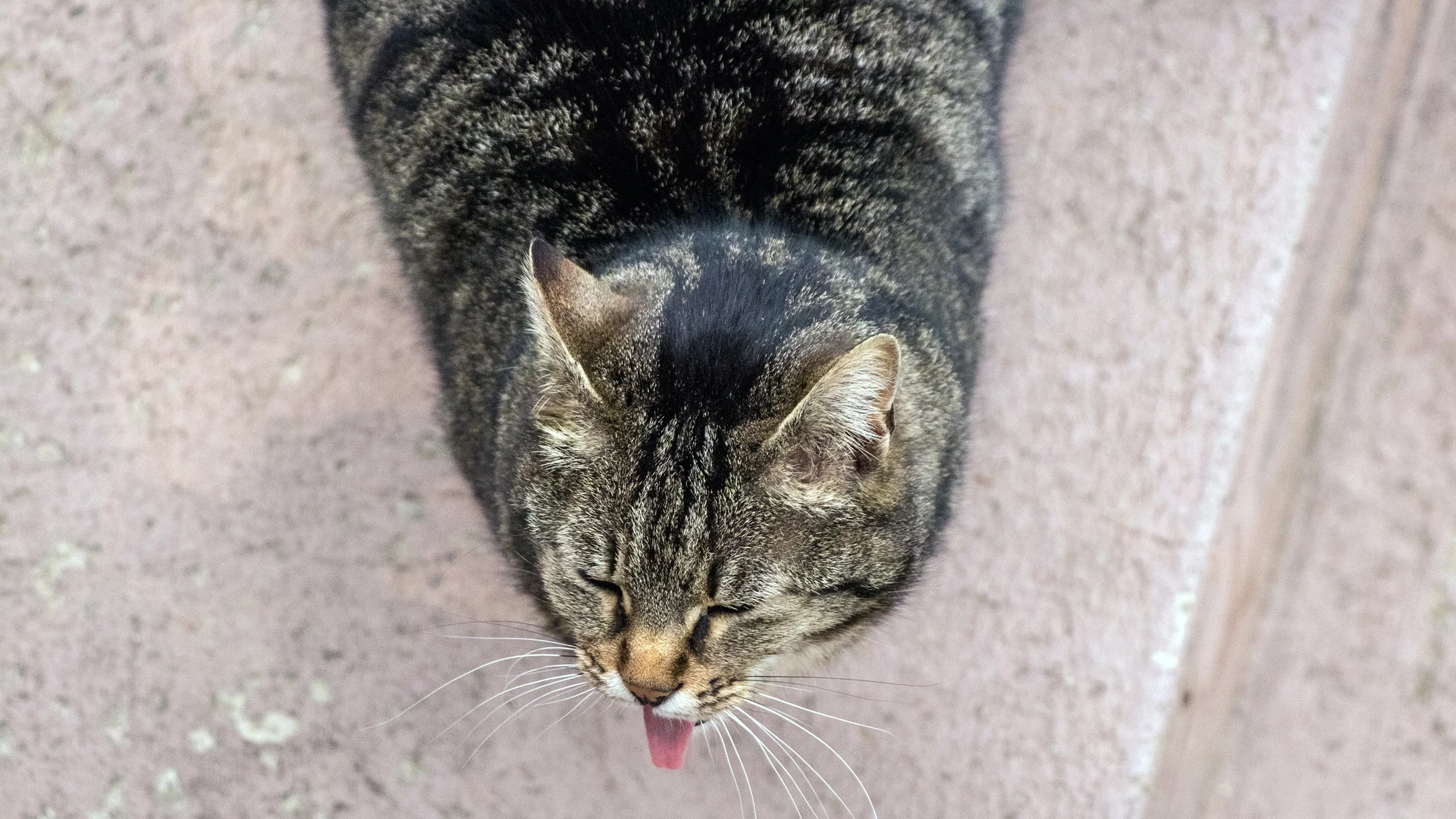 Should I Feed My Cat After Vomiting? Expert Vet Tips Revealed