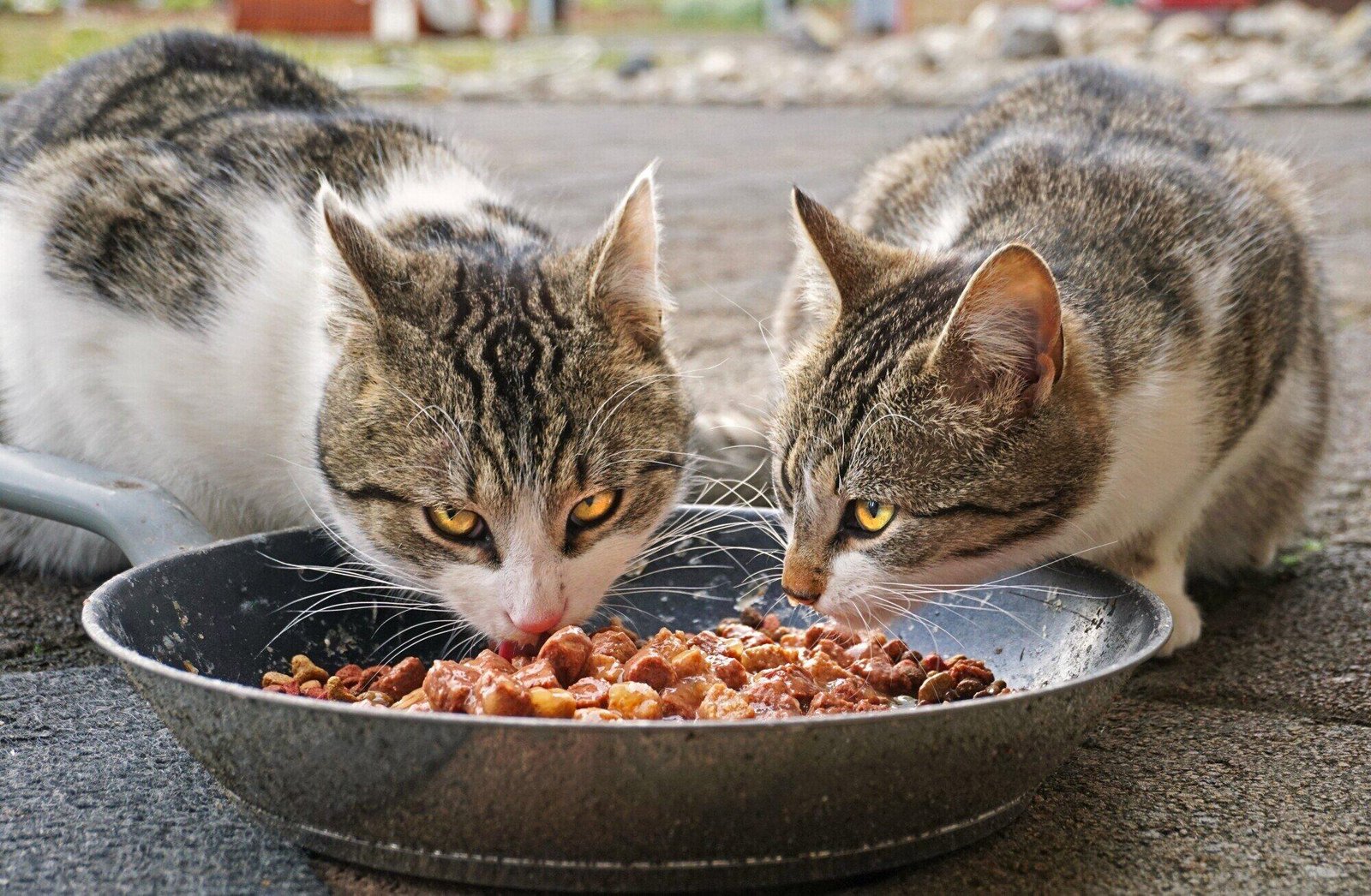 How Much Raw Food to Feed Cat: Ultimate Guide for Perfect Portions
