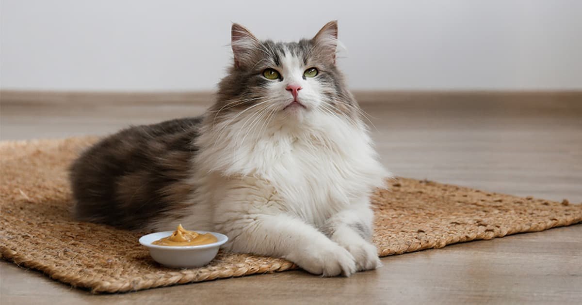 Can I Feed My Cat Peanut Butter: Safe Treat or Health Risk?