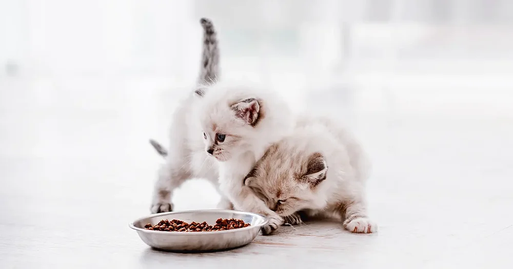 What to Feed a Kitten Without Cat Food: Safe & Nutritious Alternatives