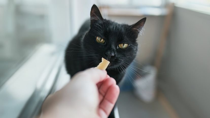 Can I Feed My Cat Cheese: Surprising Facts Every Owner Must Know