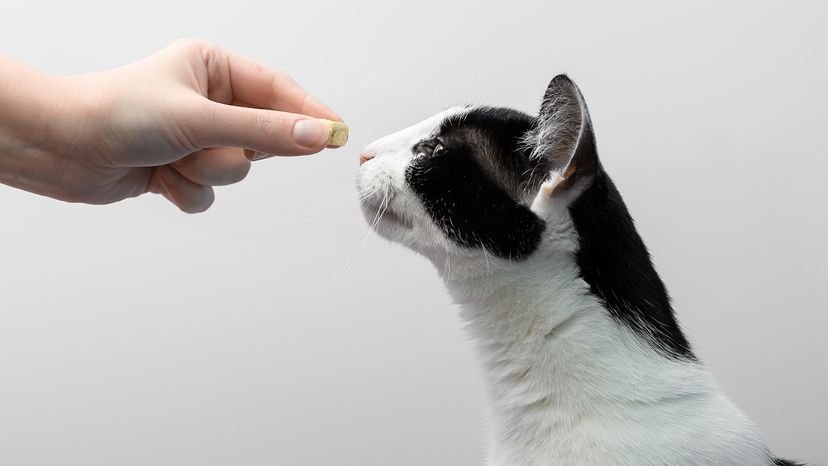 Can I Feed My Cat Peanut Butter: Safe Treat or Health Risk?
