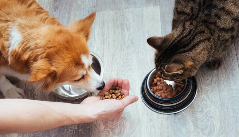 Can I Feed Cat Food to a Dog: Risks, Benefits, and Expert Advice