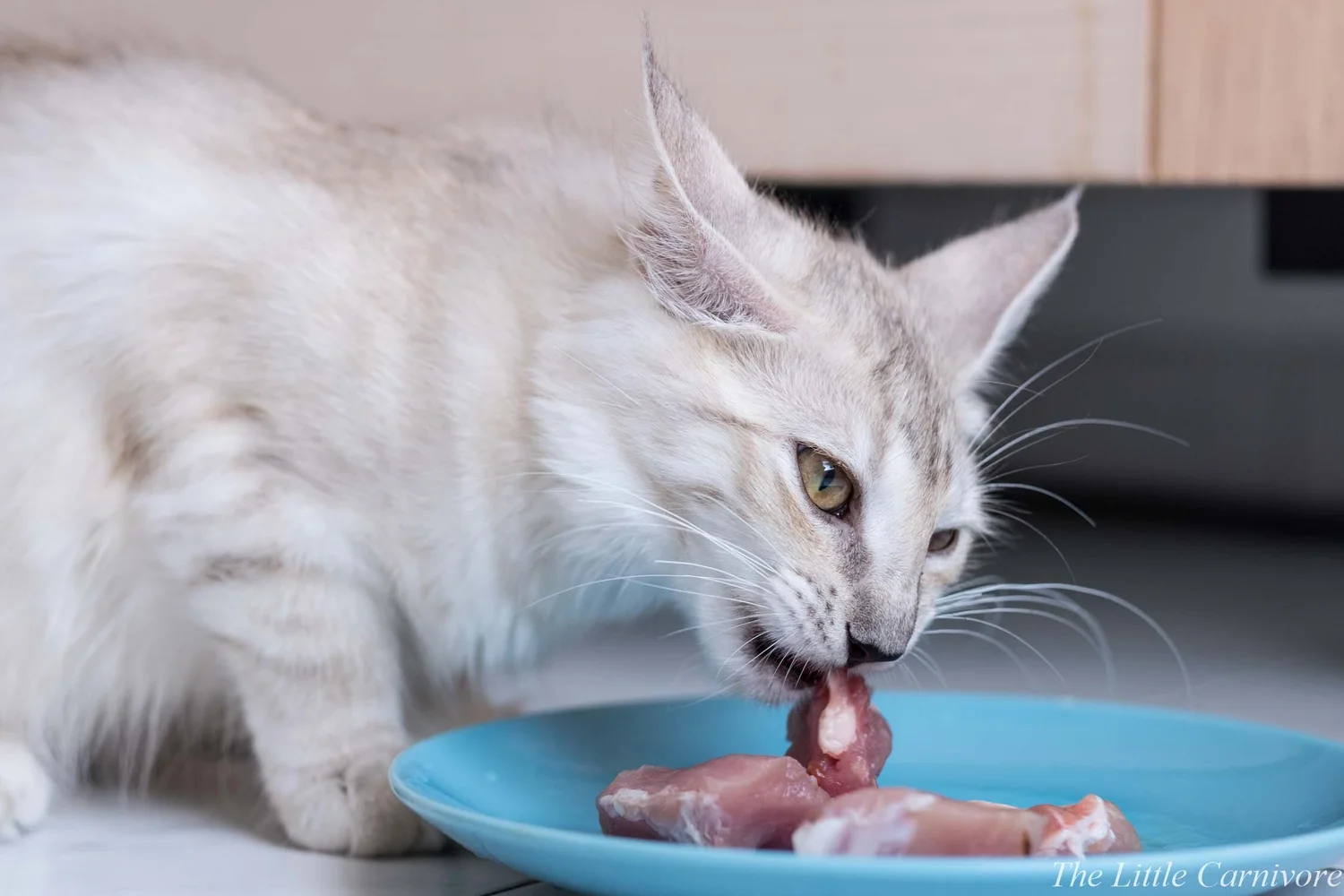 How Much Raw Food to Feed Cat: Ultimate Guide for Perfect Portions